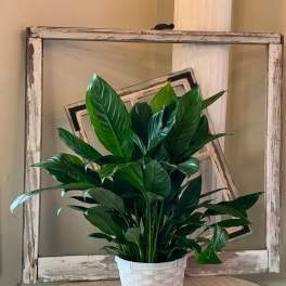 A leafy green potted plant in a white woven basket
