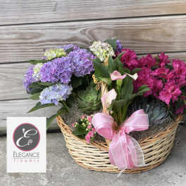 Plant Basket #3