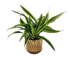 Potted green houseplant in a textured brown planter