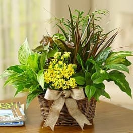 Basket of green houseplants with small yellow flowers and a burlap bow