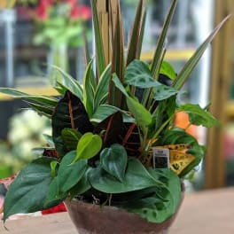 Mixed tropical houseplant arrangement in a ceramic bowl