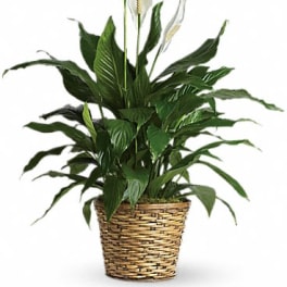 Potted peace lily plant with white blooms in a woven basket