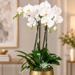 White orchids in a gold pot with a small succulent at the base.