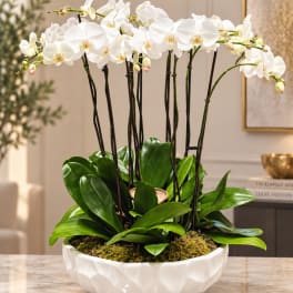 White orchid plant in a white bowl planter