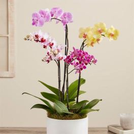 Orchid Jewel Garden