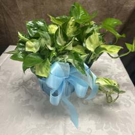 Pothos Plant