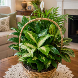 Basket of assorted green houseplants with a white peace lily bloom