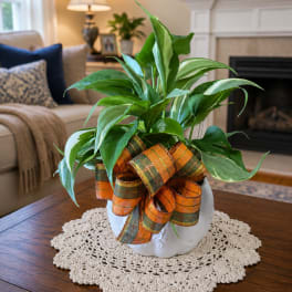 Potted green plant with a plaid ribbon in a white ceramic container