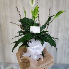 6" Peace Lily