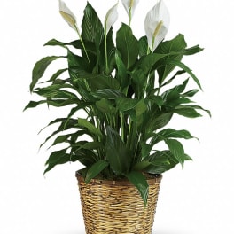 Potted peace lily with white blooms in a woven basket