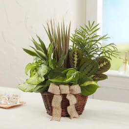 Classic Dish Garden