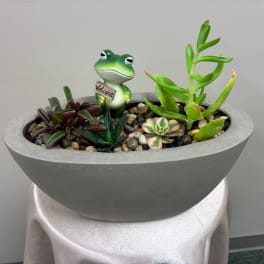 Succulent arrangement in a gray bowl planter with a small frog figurine