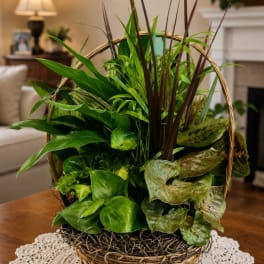Basket arrangement of assorted green houseplants with tall burgundy spikes