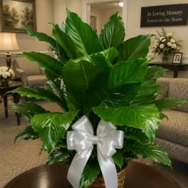 Large green potted plant in a basket with a white ribbon bow