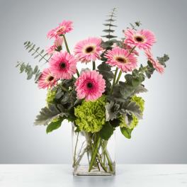 Pink gerbera daisies in a clear glass vase with green hydrangeas