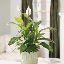 Potted peace lily with white blooms in a decorative planter
