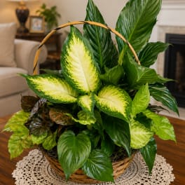 Basket of assorted green houseplants with variegated leaves