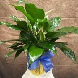 Potted peace lily plant with glossy green leaves and white blooms