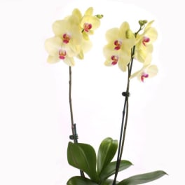 Two yellow Orchids
