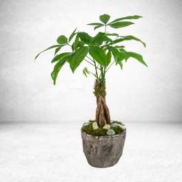 Money Tree