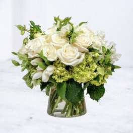 Ivory Comfort