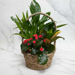 Dish Garden -1