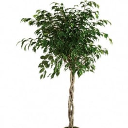 Potted indoor tree with a braided trunk and dense green foliage