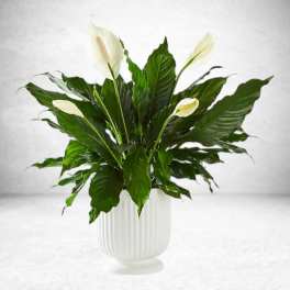 Comfort Planter