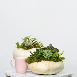Succulent arrangement in a white pumpkin-shaped container beside a pink mug