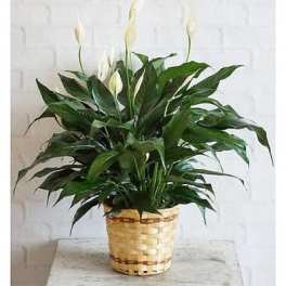 Small Peace Lily