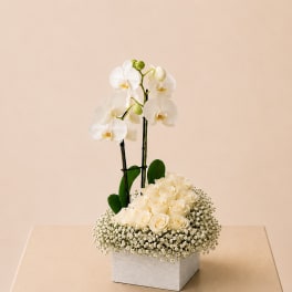 White orchids and cream roses in a square white box