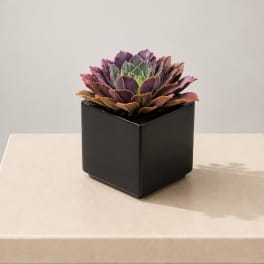 Potted purple and green succulent in a black square planter