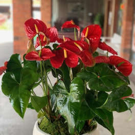 Red anthuriums in a white ribbed pot