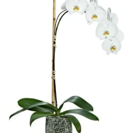 McLean's Potted Phalaenopsis