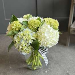Bouquet of pale green and white hydrangeas in a glass vase with a striped ribbon