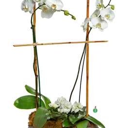 Two White Orchid Plants in the same pot