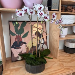 White and purple orchids in a dark round planter on a shelf
