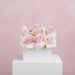 Marshmallow Dreams