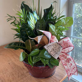 Mixed green houseplants in a red ceramic bowl with patterned ribbon bows