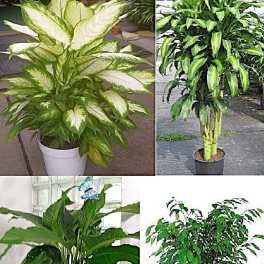 Floor Plant in a Basket