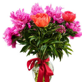 Peony Serenade