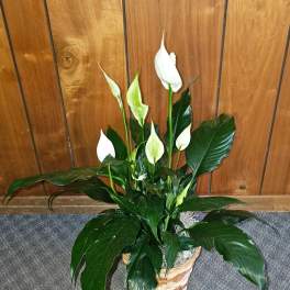 Spathiphyllum Plant by BloomNation™