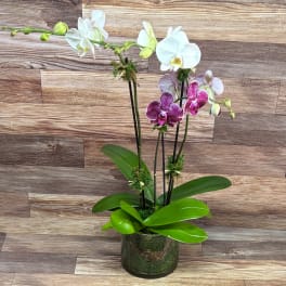 Potted orchid arrangement with white and purple blooms in a glass container
