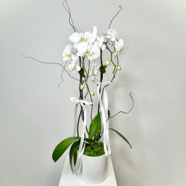 White orchids arranged in a white pot with ribbon accents
