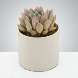 So-cute-lent by BloomNation™