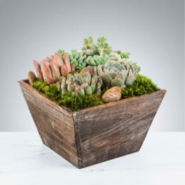 Succulent arrangement in a rustic wooden planter with moss and stones