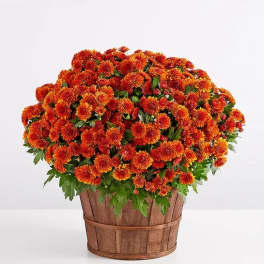 Autumn Outdoor Mum