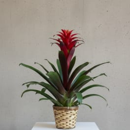 Bromeliad Plant