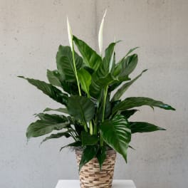 Peace Lily