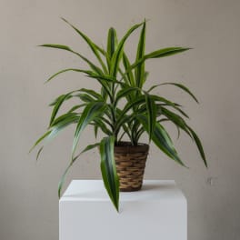 Potted green houseplant in a woven basket planter